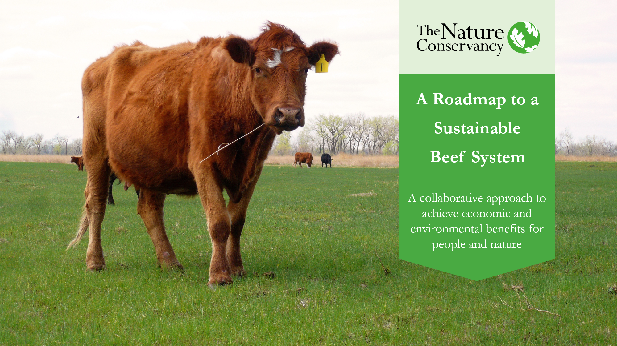 A Roadmap to Sustainable Beef document